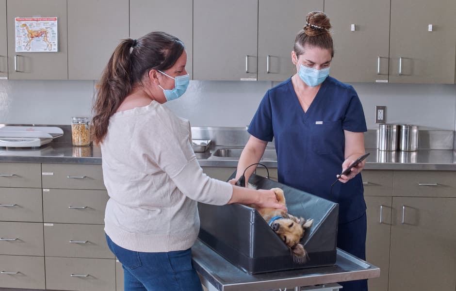 BetterVet Collaborates with Butterfly Network to Equip All Mobile