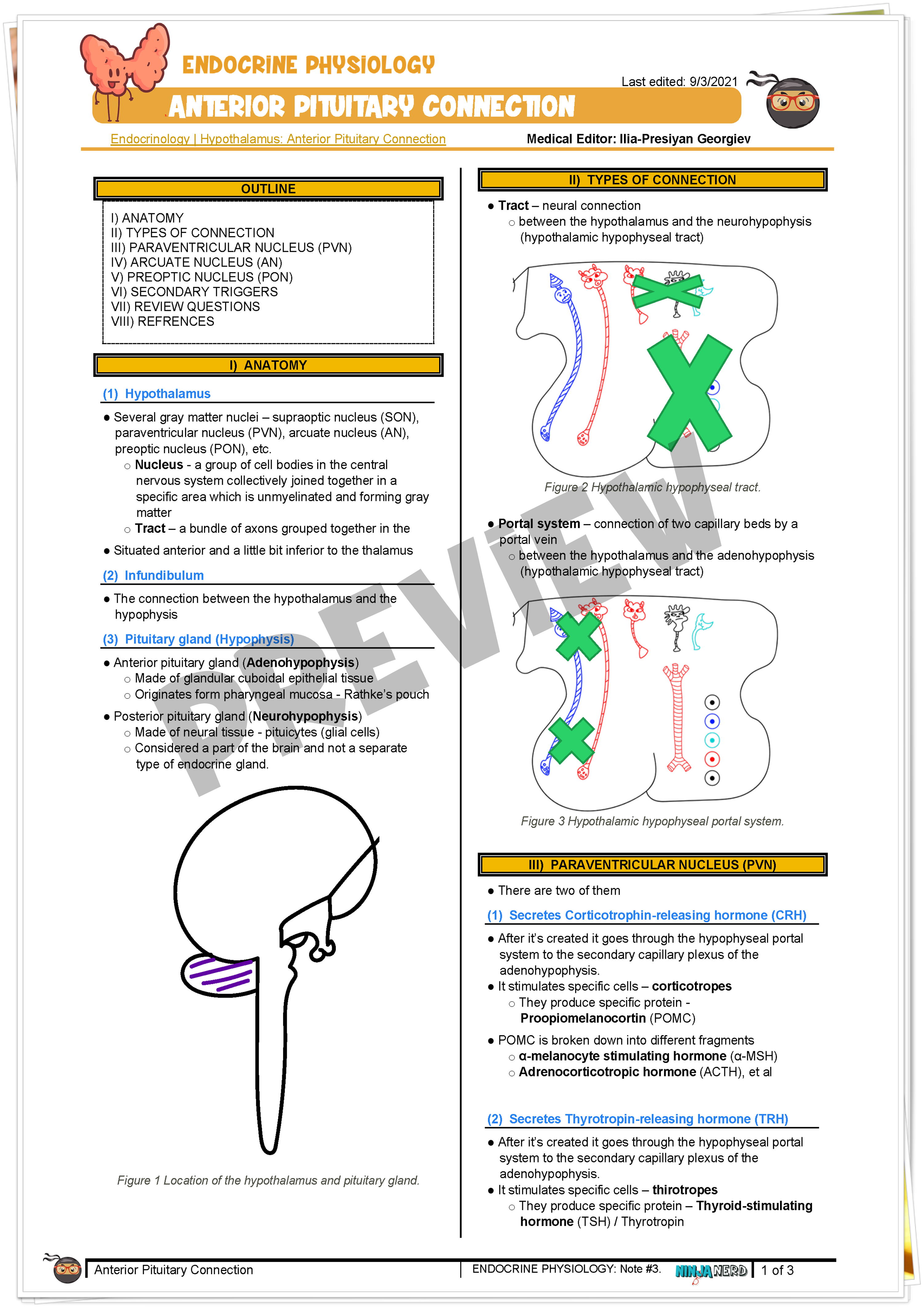 Hypothalamus Anterior Pituitary Connection Notes NinjaNerd Medicine