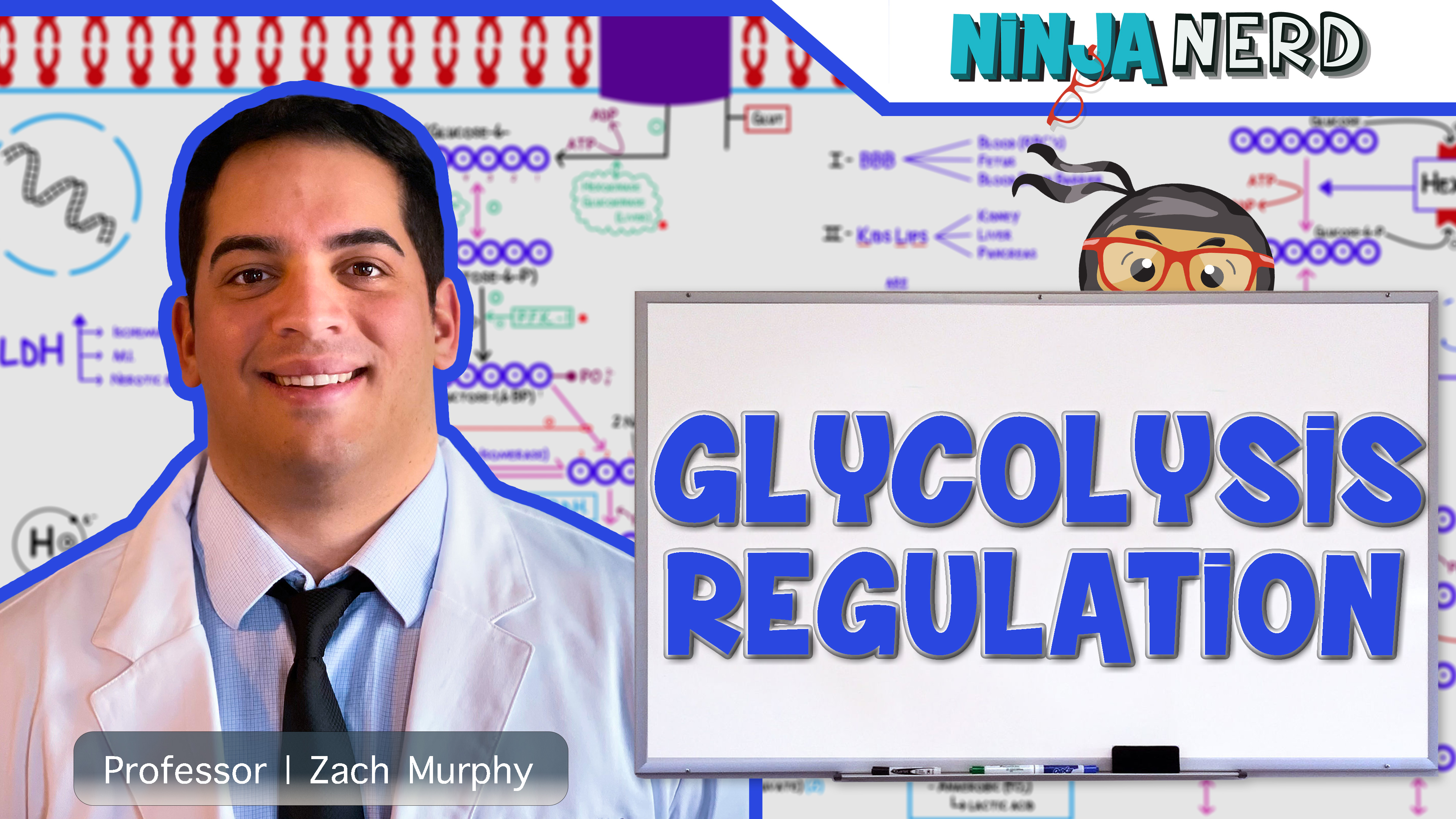 Regulation of Glycolysis