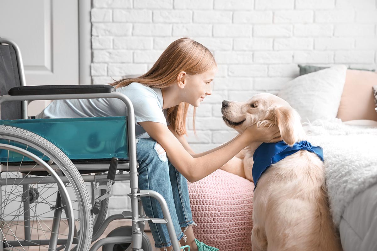 A girl in a wheelchair pets a yellow dog