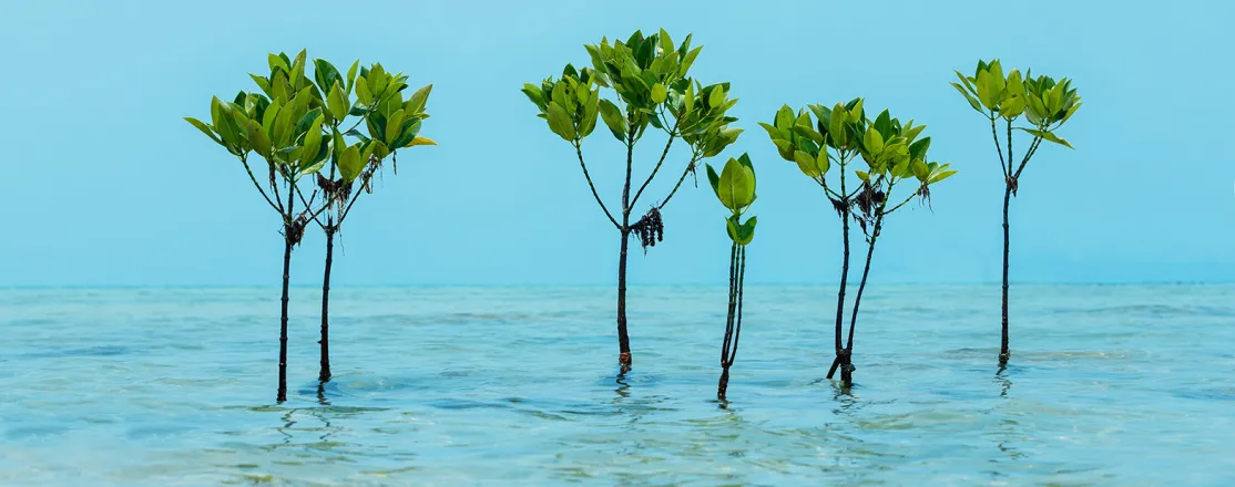 plants in the middle of the sea