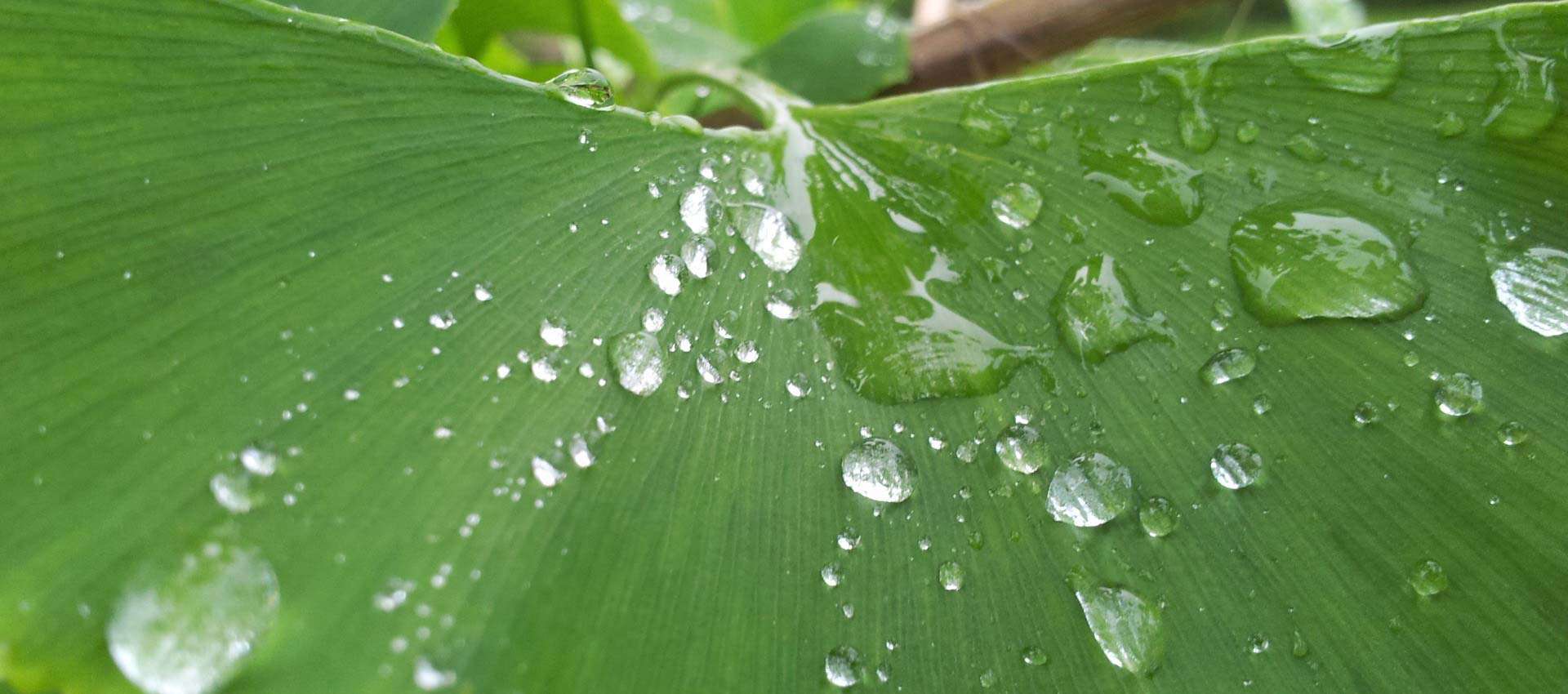 We Own a Soap Company