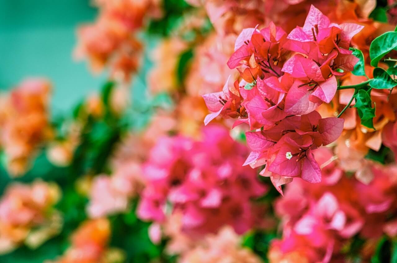 7 Attractive Low-maintenance Florida Landscaping Ideas