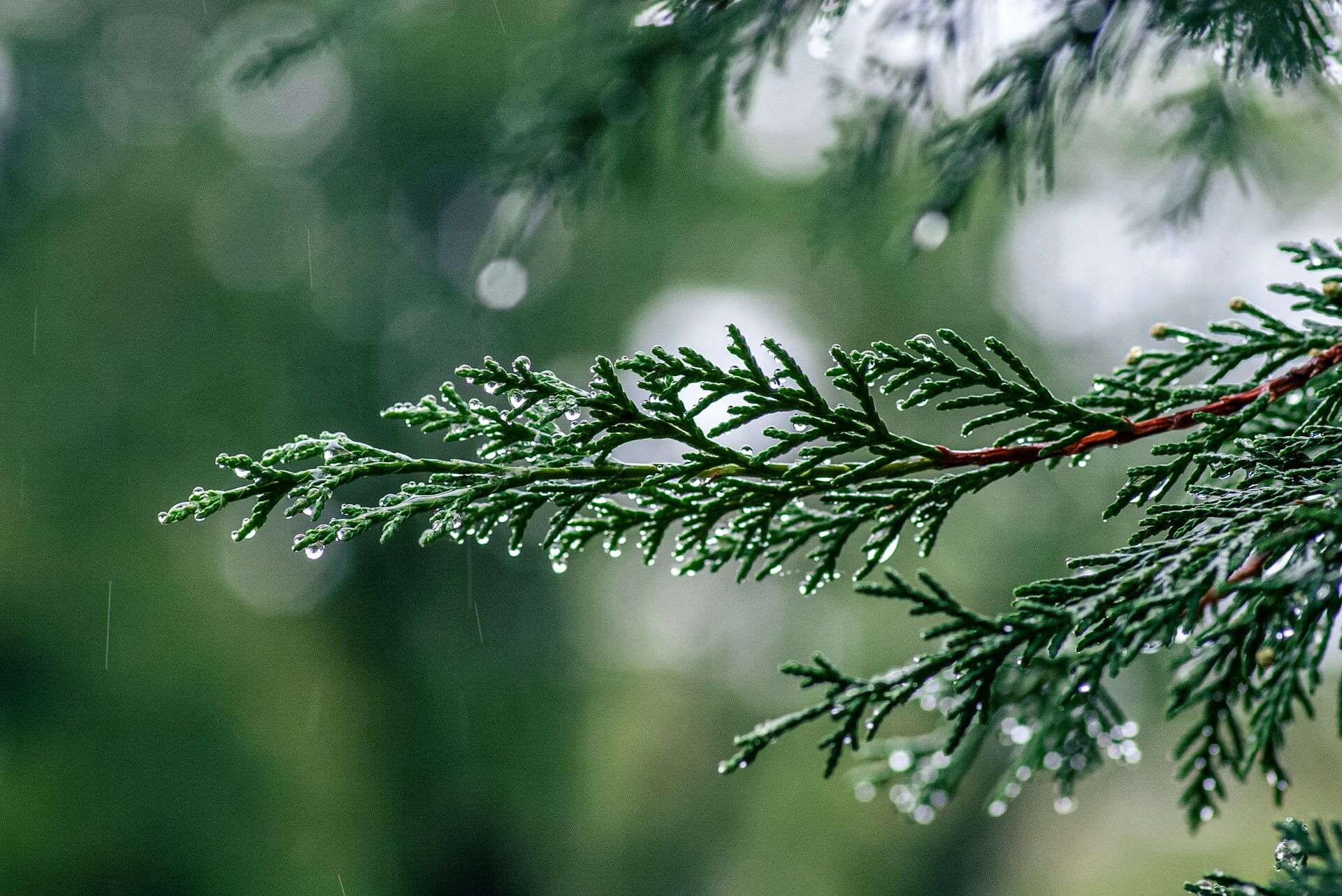 7 Quick Growing Plants to Jumpstart Your Garden