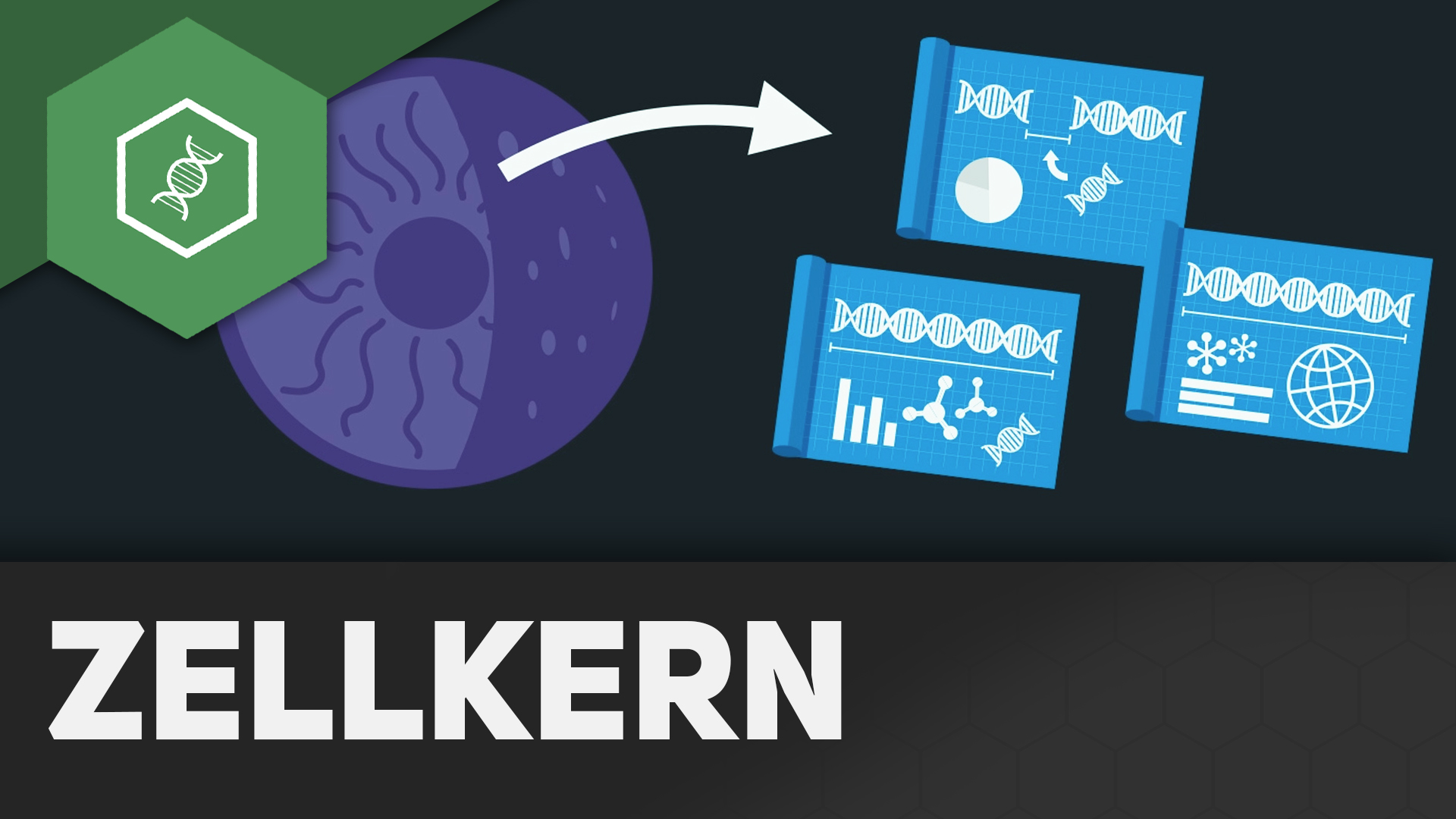 Nucleus & Nucleolus einfach erklärt