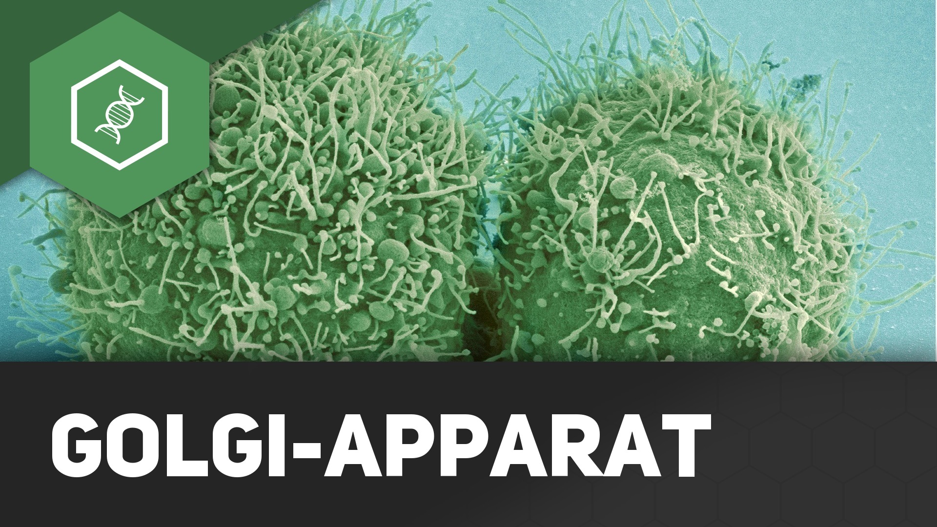 Appd Rrat Golgi-Apparat einfach erklärt - simpleclub