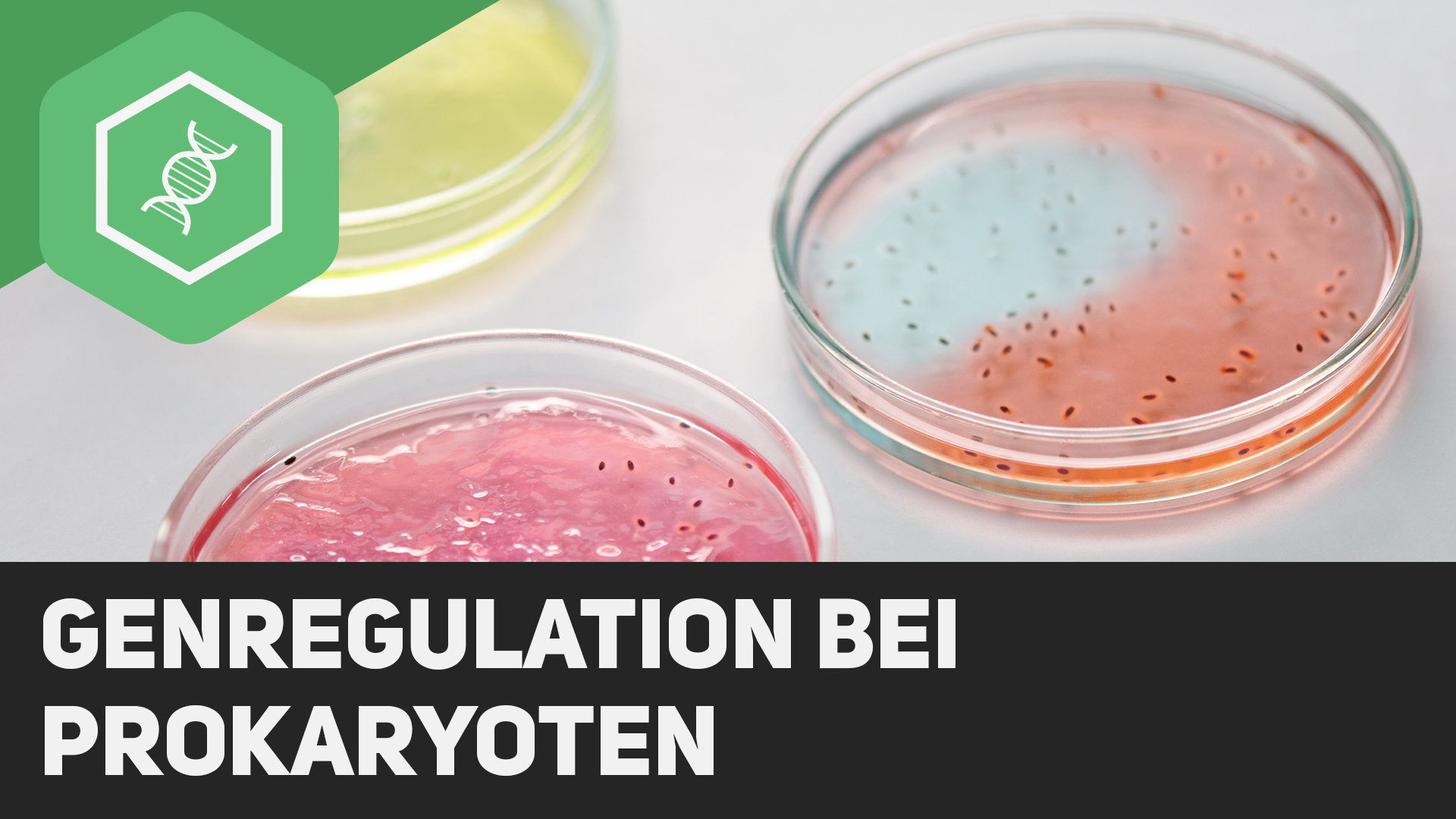 Genregulation bei Prokaryoten einfach erklärt