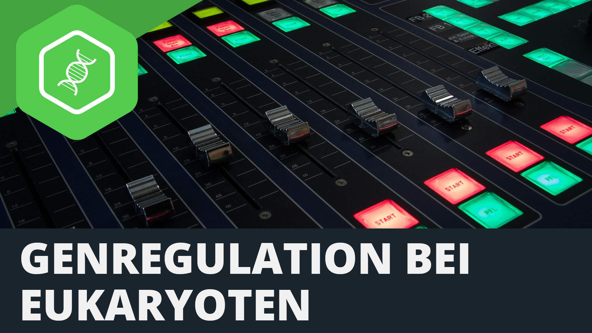 Genregulation bei Eukaryoten einfach erklärt