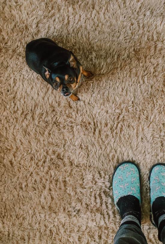 What Is The Best Carpet for Pets The Type of Carpet Counts