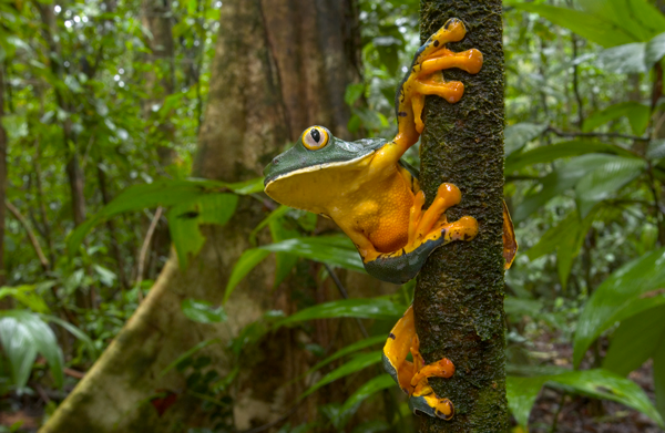 conservation international