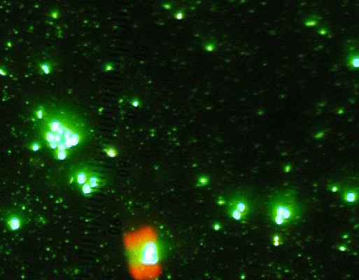 Marine bacteria sequenced