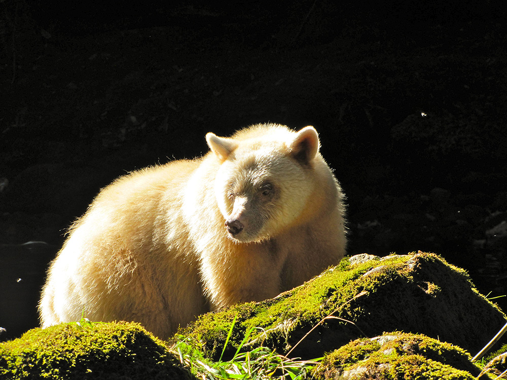 Great Bear Rainforest