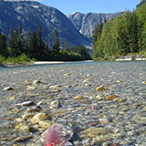 Scientific data guides salmon management