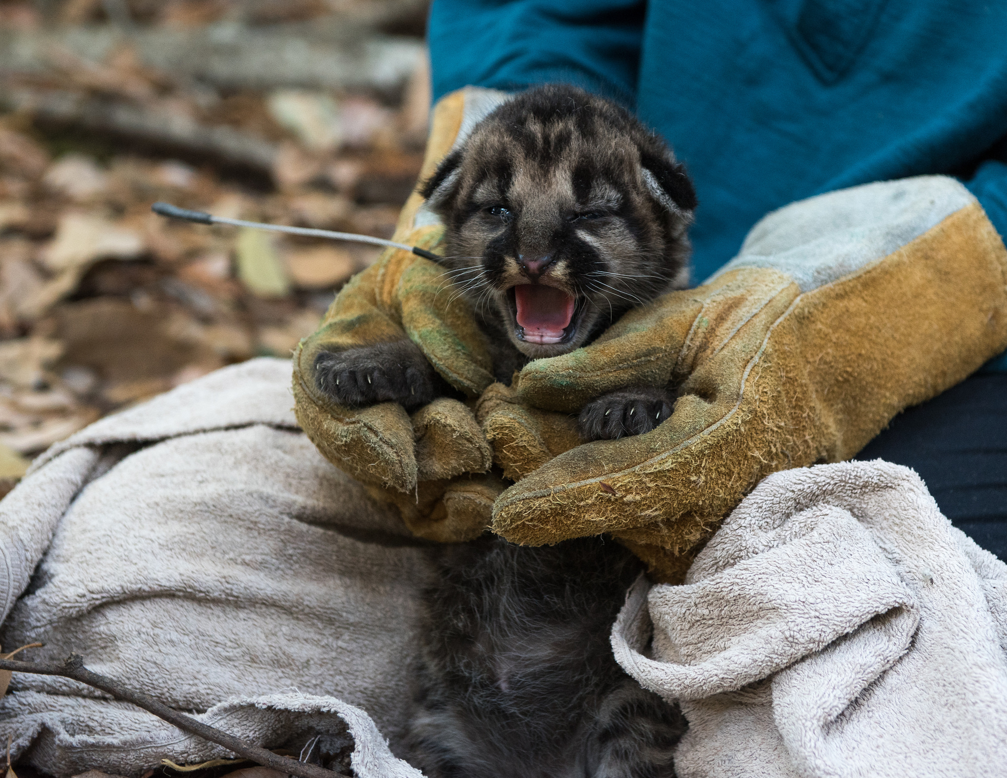 Santa Cruz Puma Project
