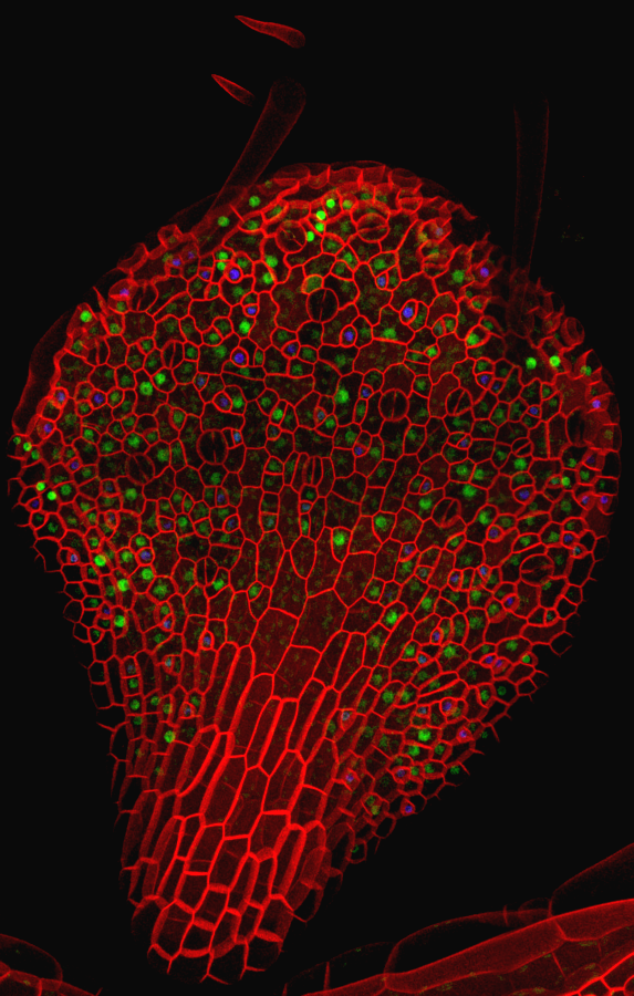 Expanding knowledge of plant science