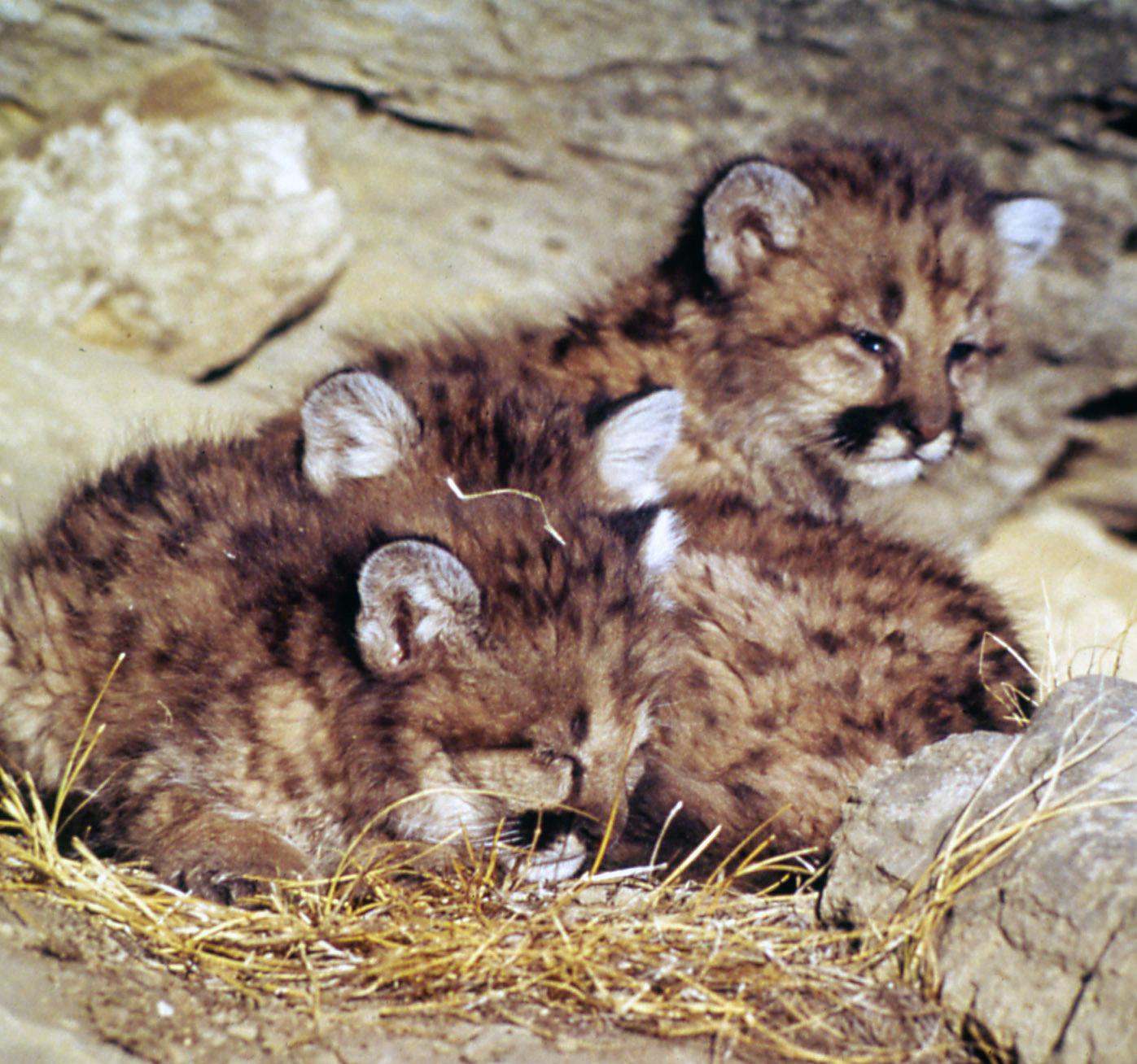 Support for struggling wildlife in Sonoma County