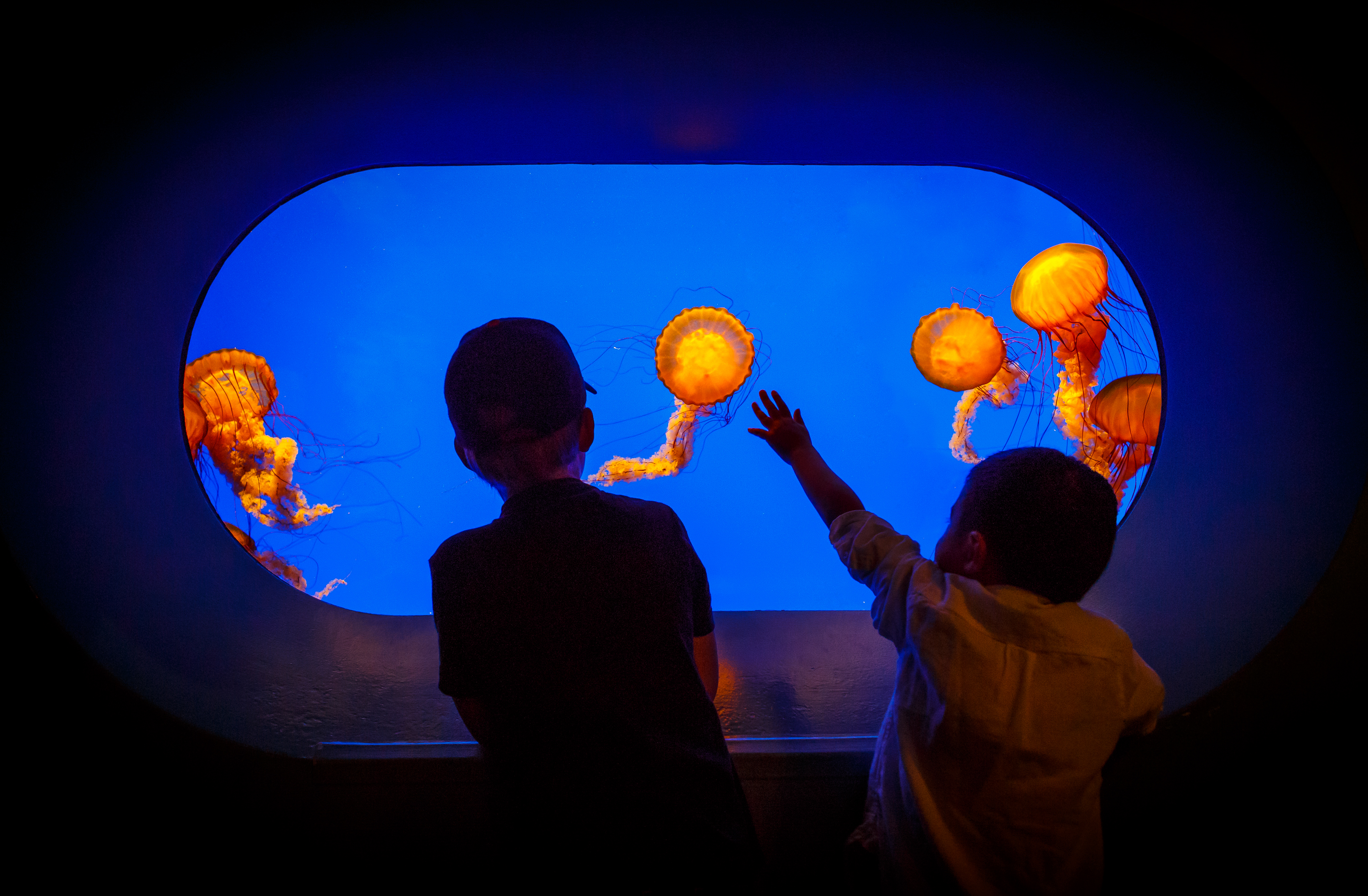 Launch of Curiosity-Driven Science Initiative