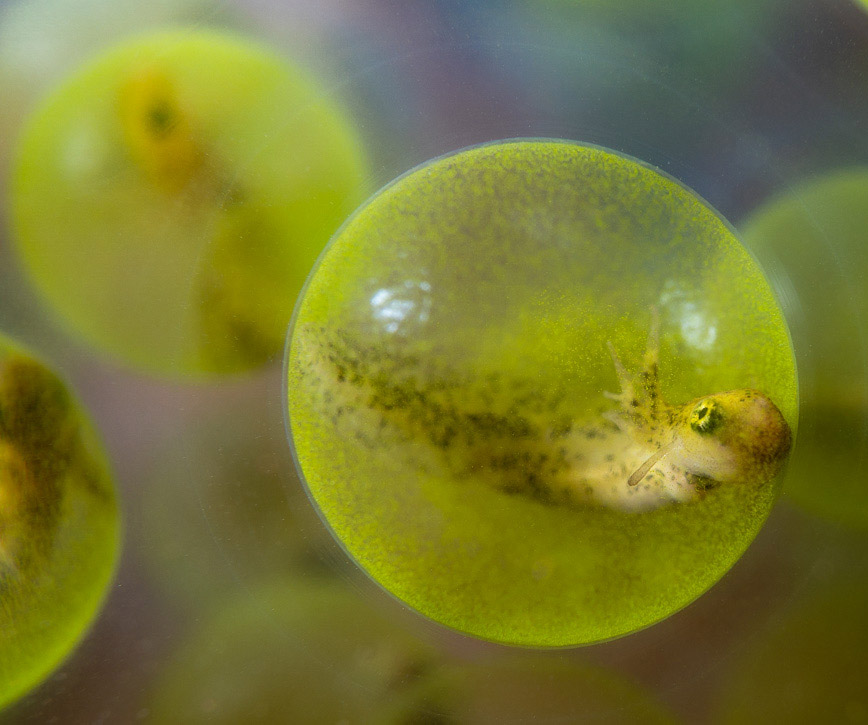 Symbiosis in Aquatic Systems Initiative