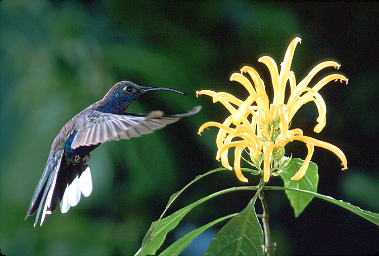 Celebrating a “forever” conservation model