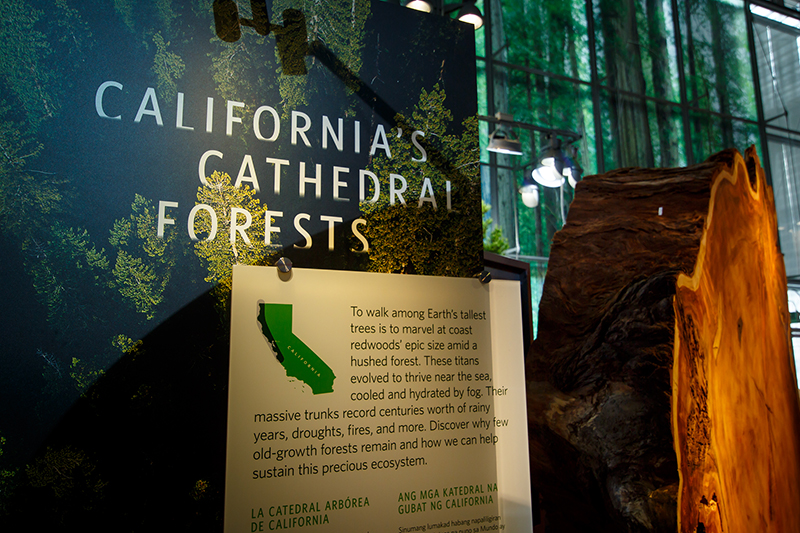 Giants of Land and Sea exhibit, Cal Academy