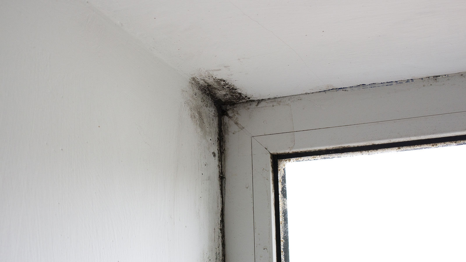 TMP Blog Common Questions with Dr. PrattHyatt What Does Mold Smell Like?