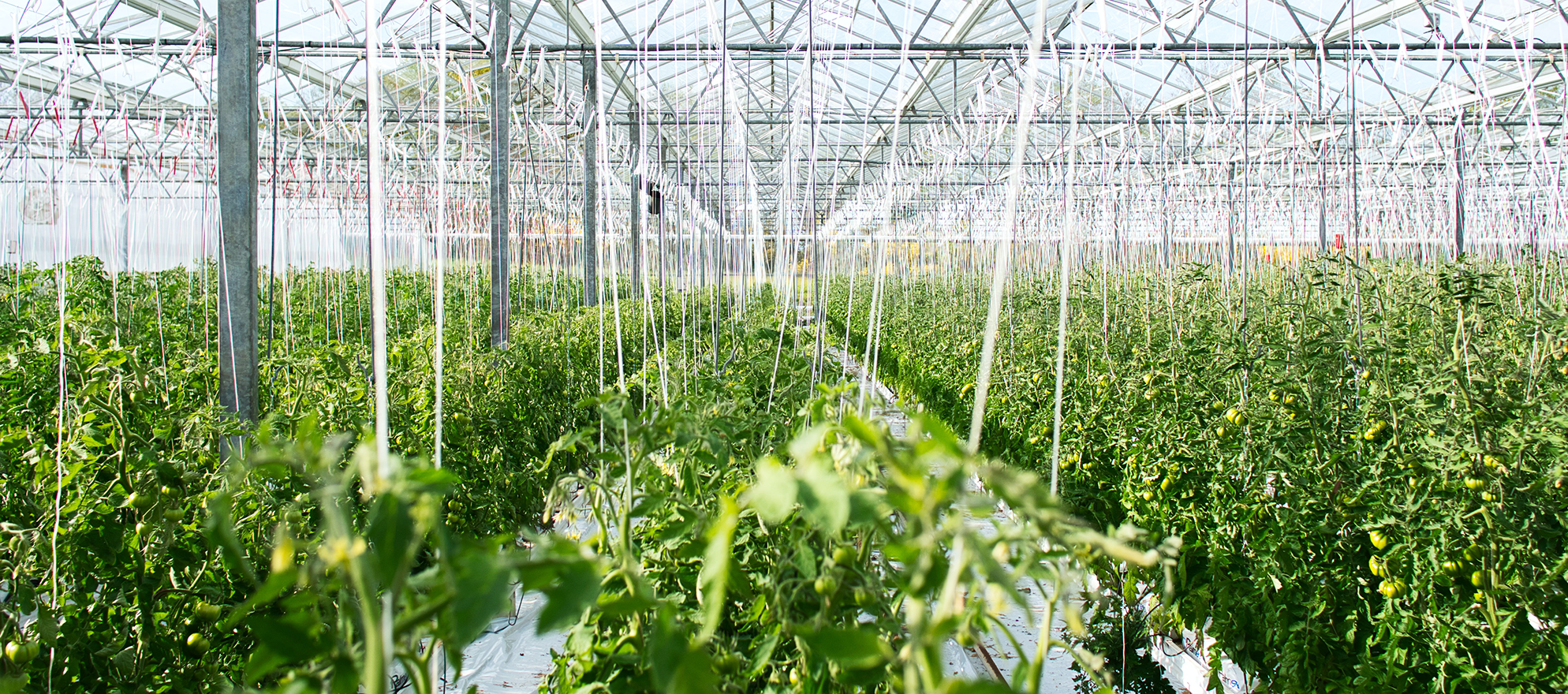 Greenhouse with plants and different corridors