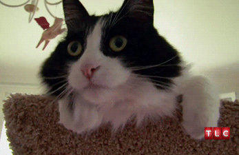 Shocked Cat GIF