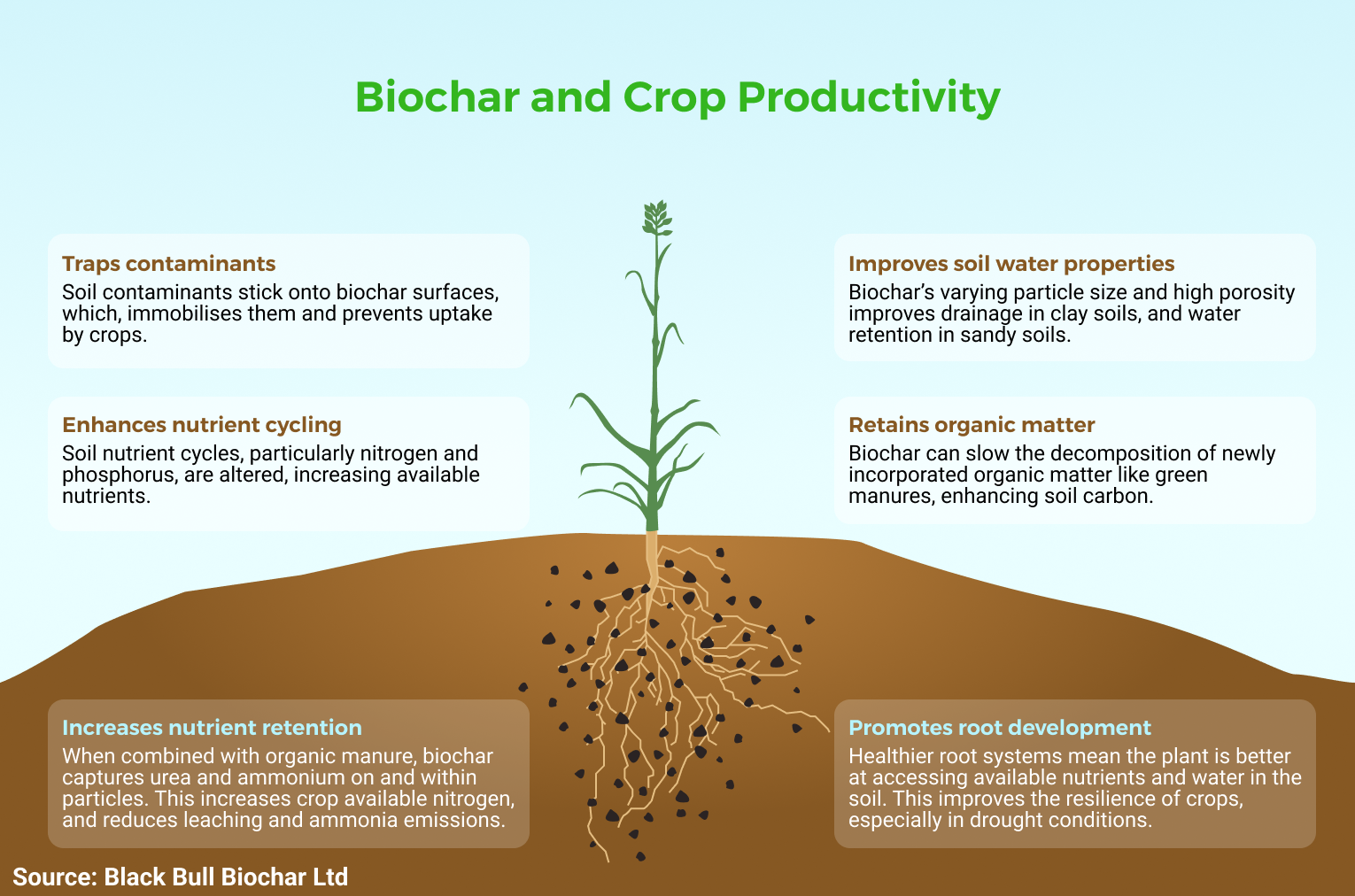 Infographic about how biochar improves crop productivity, and potentially crop yield.