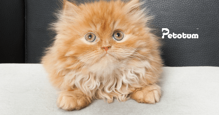 Apa Yang Perlu Anda tahu Tentang Kucing Parsi - Sifat & Penjagaan Lengkap