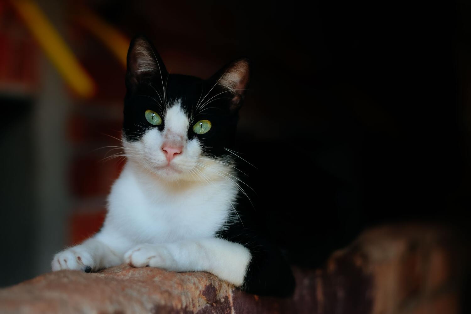 View of Chronic Kidney Disease in Cats
