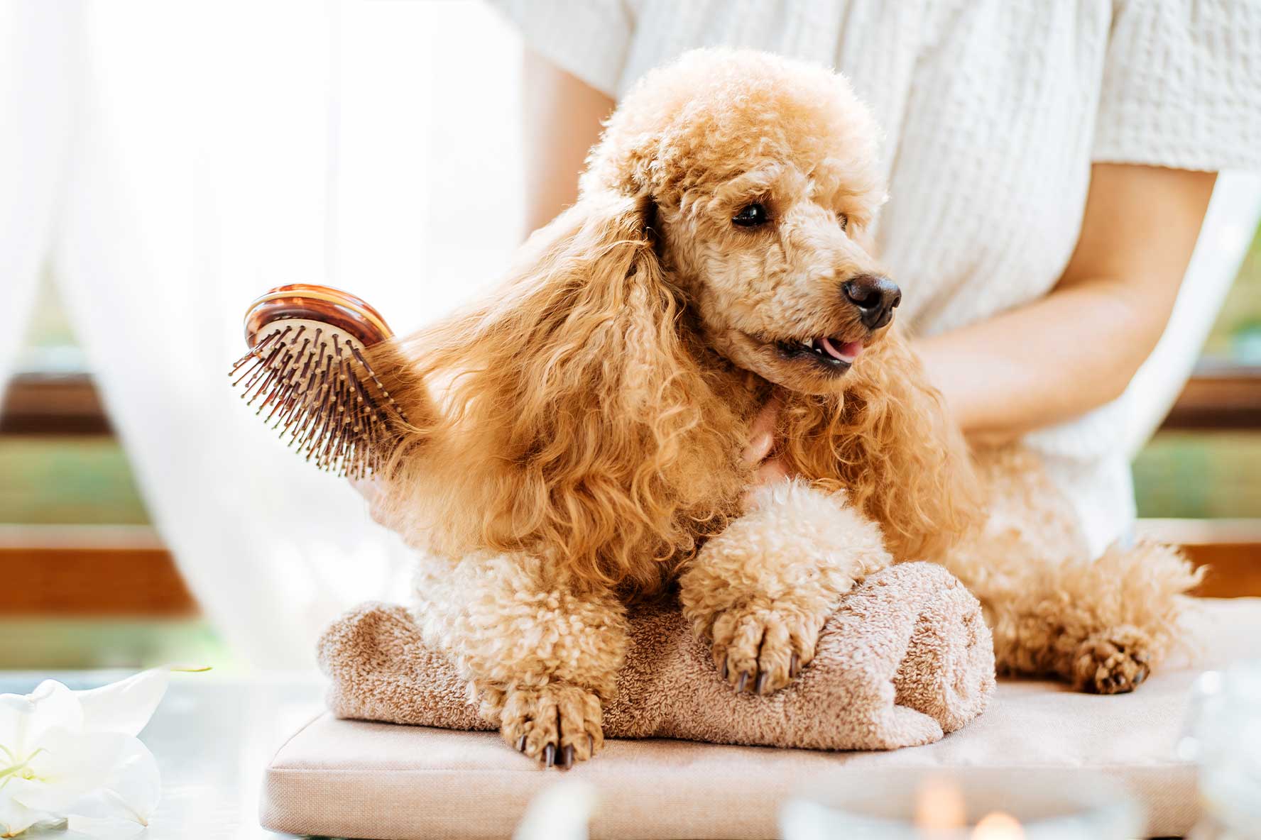 How Much Does Radiation Therapy Cost For Dogs