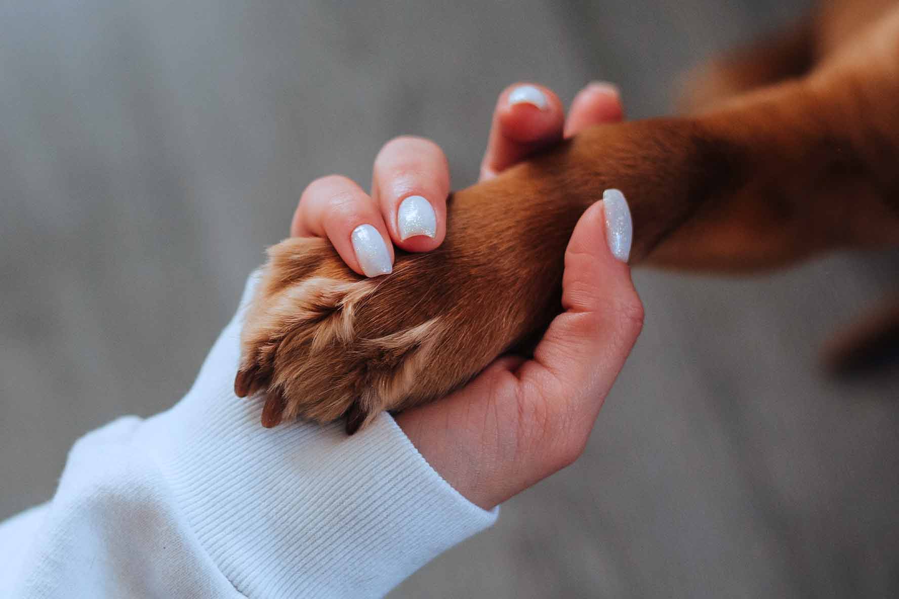 Your Dog's CHOP Protocol Be Confident And Know What To Expect ImpriMed