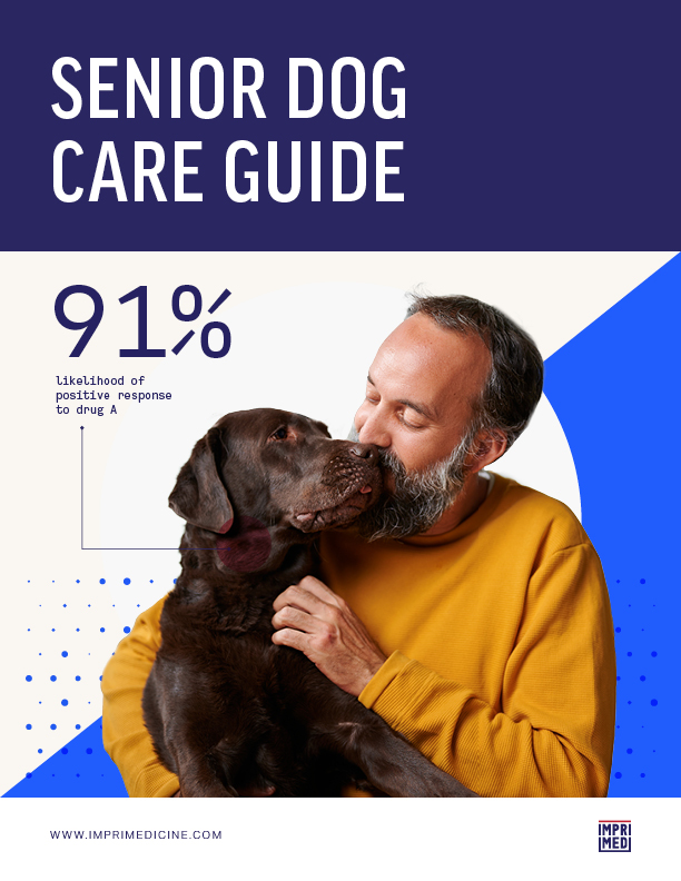 senior-dog-care-guide