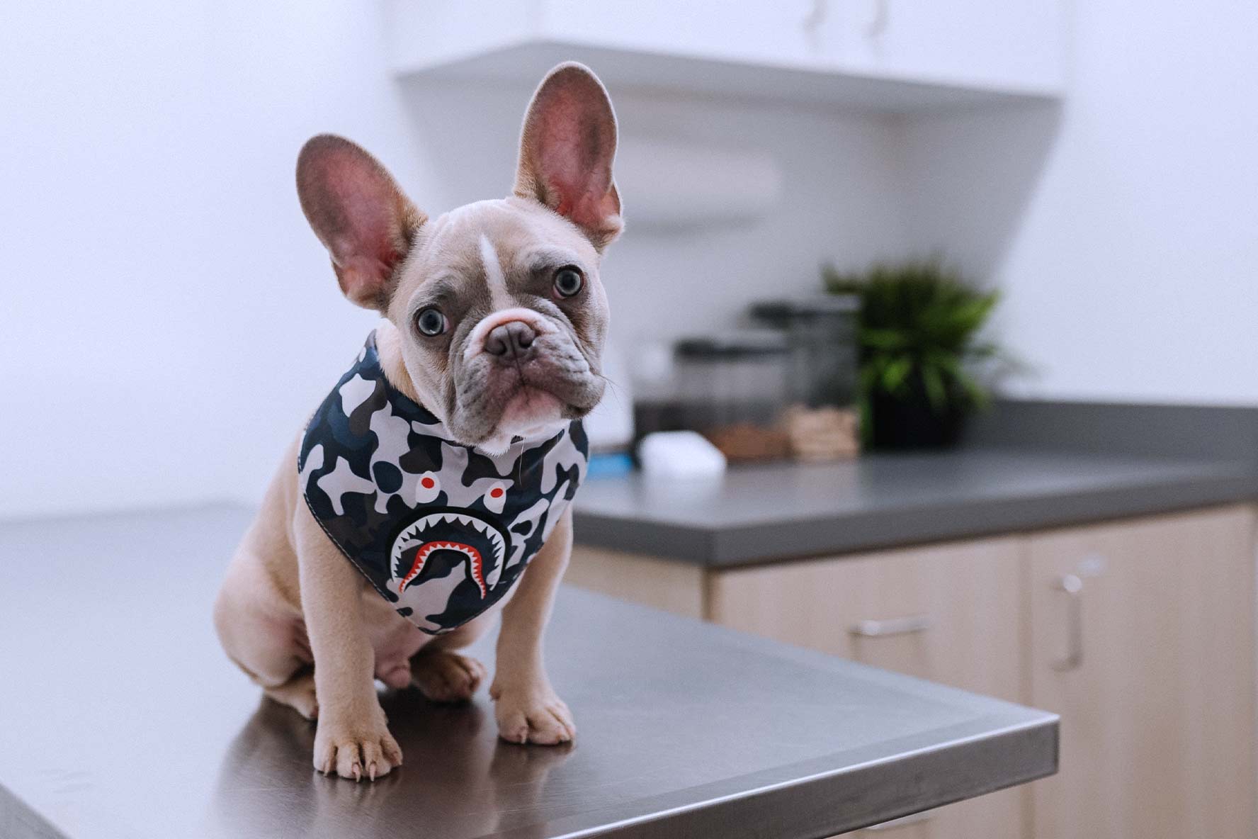 Effective Canine Lymphoma Treatments That Don't Involve Chemotherapy ImpriMed