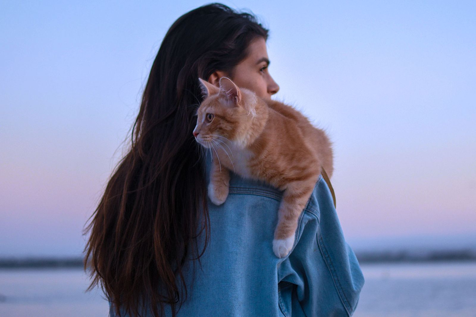 Which Feline Lymphoma Treatment Option Is The Best For Your Cat ImpriMed