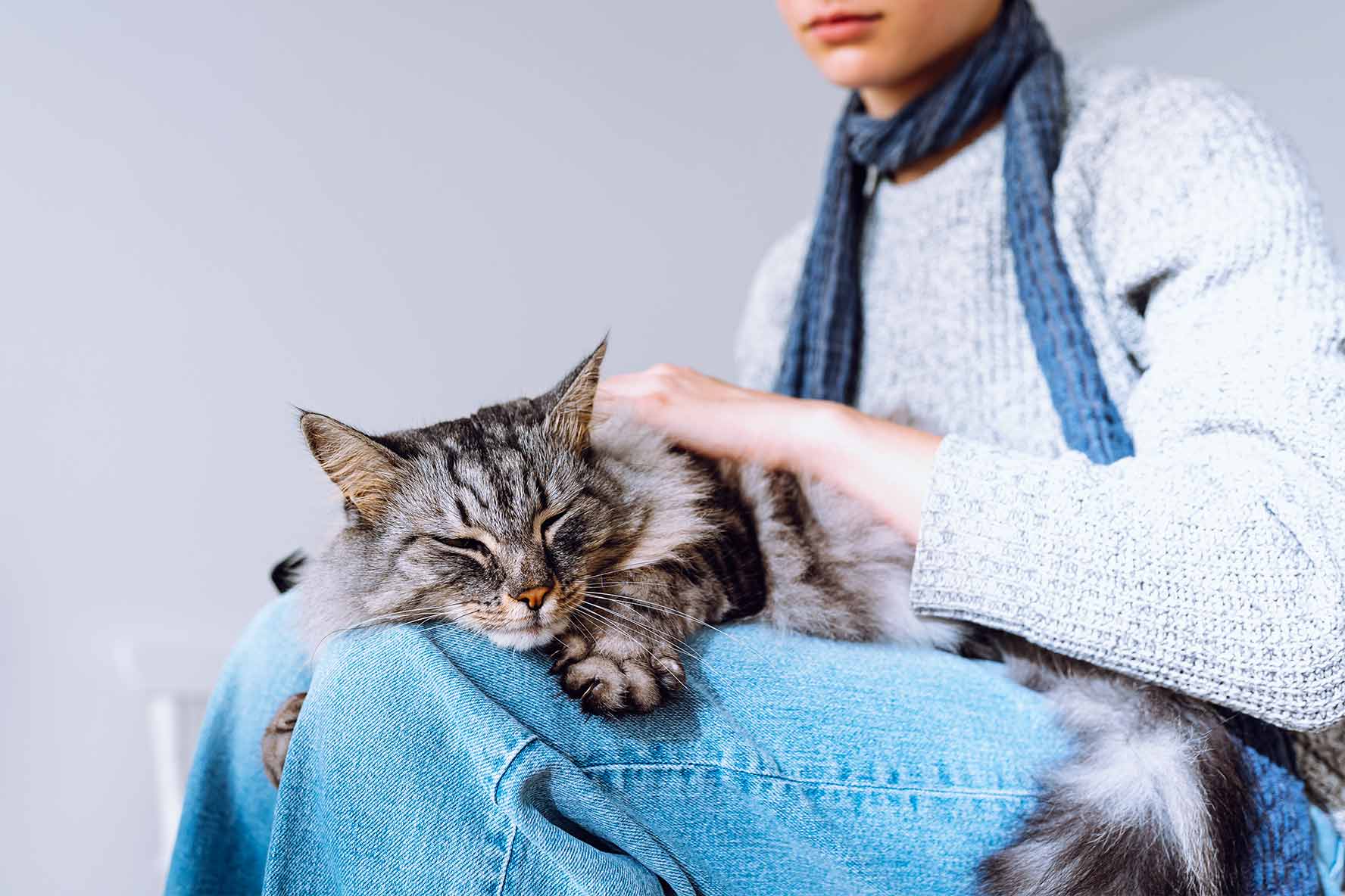 A cat peacefully sleeping on the owner's lap