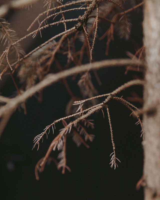 Royal Fir Scandinavian Christmas Trees / Hong Kong