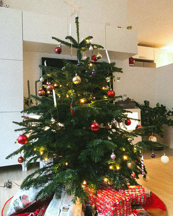 Royal Fir Scandinavian Christmas Trees / Hong Kong