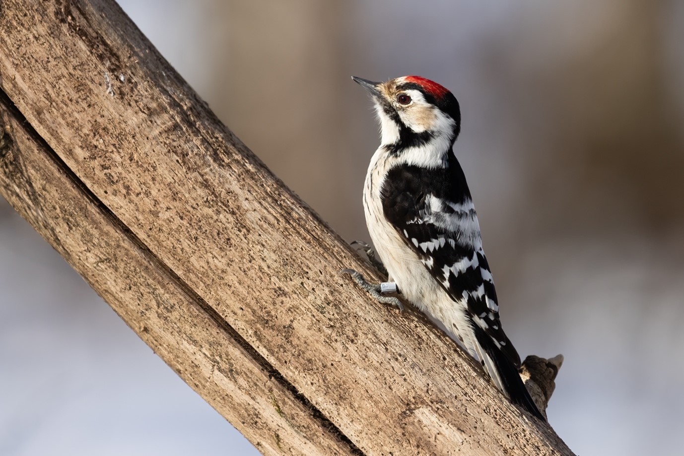 Lesser Spotted Woodpecker