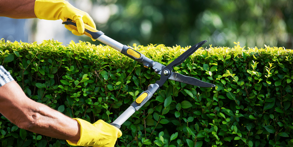 Person prevention trimming hedges