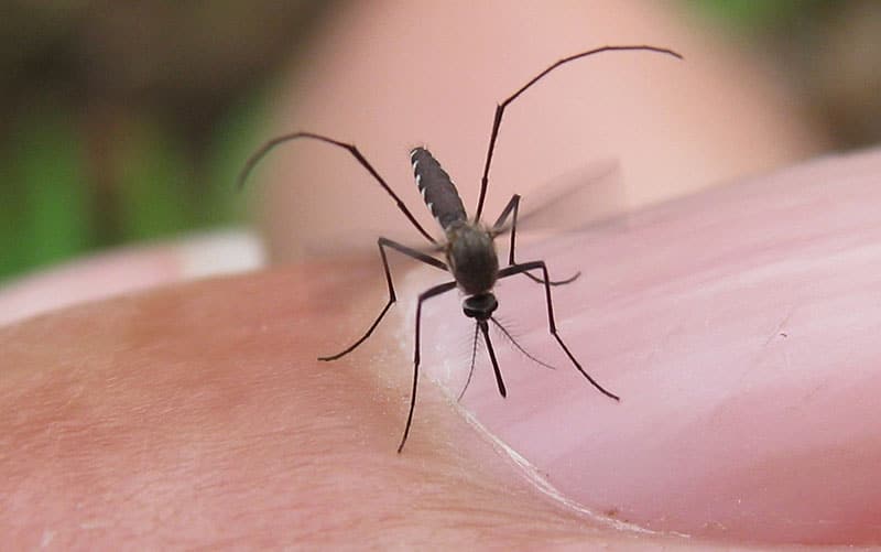 Mosquito on skin