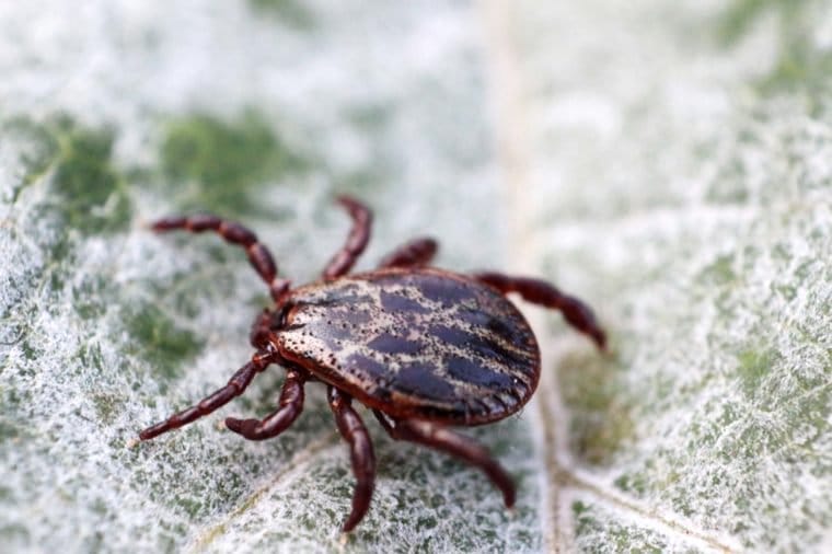 Macro shot of a tick on a leaf