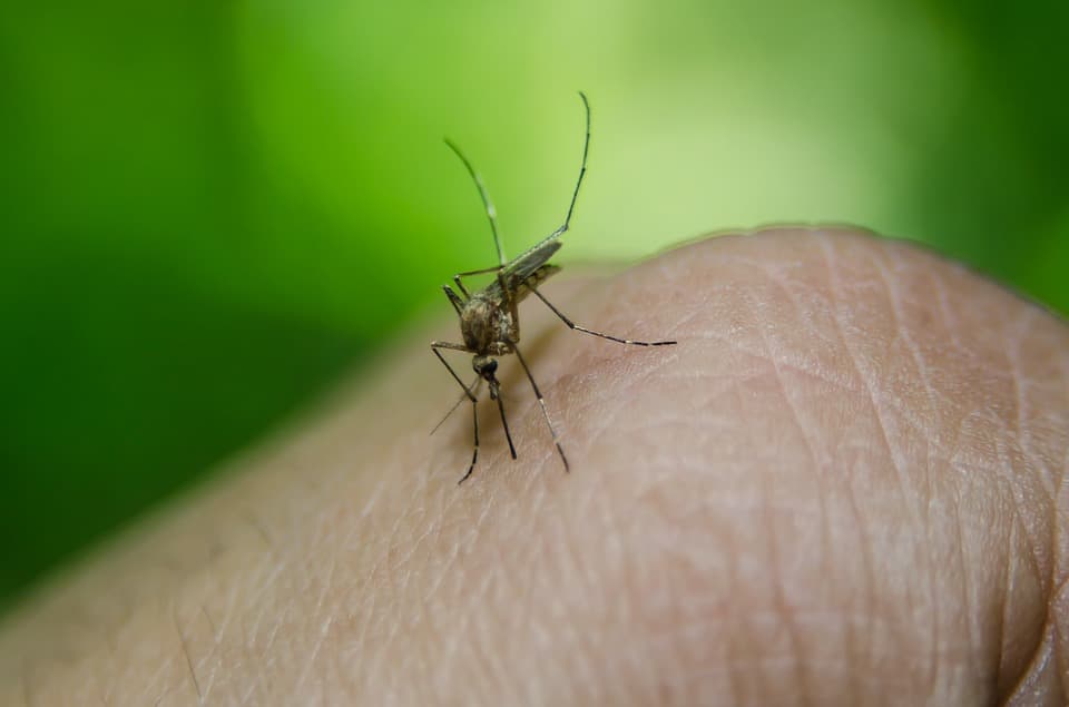 Close up shot of mosquito on skin