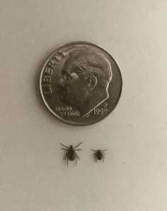 Two ticks next to a dime coin for size comparison