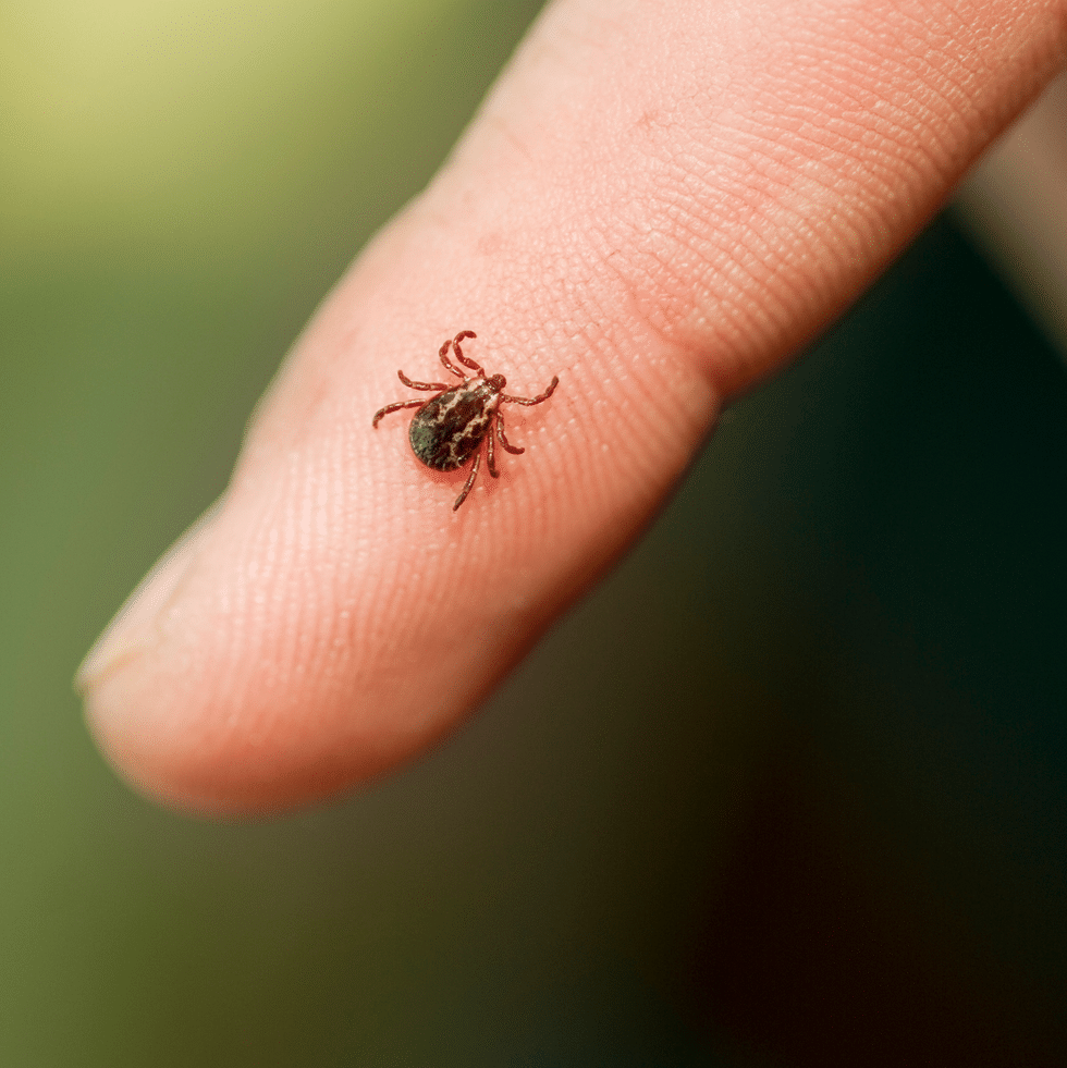 Tick on finger