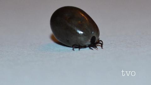 Photo of a tick on white surface