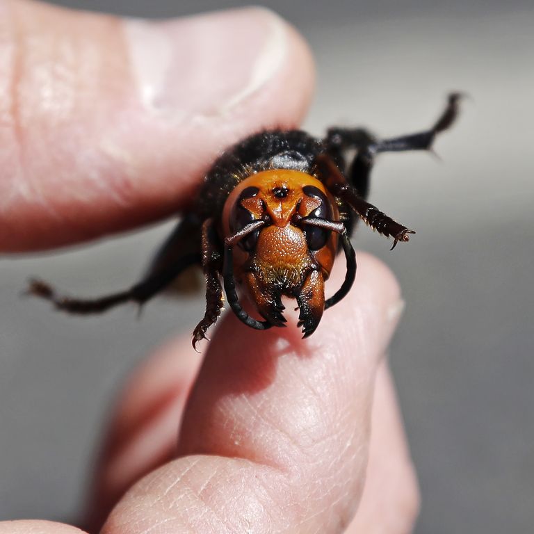 Person holding murder hornet 