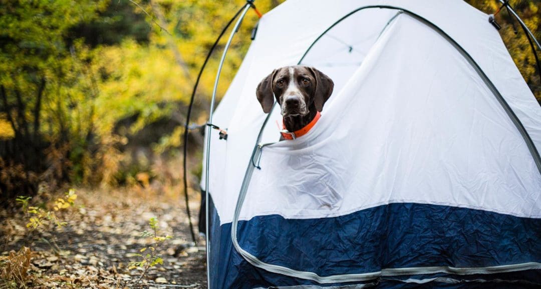 Dog inside tent with head popped out