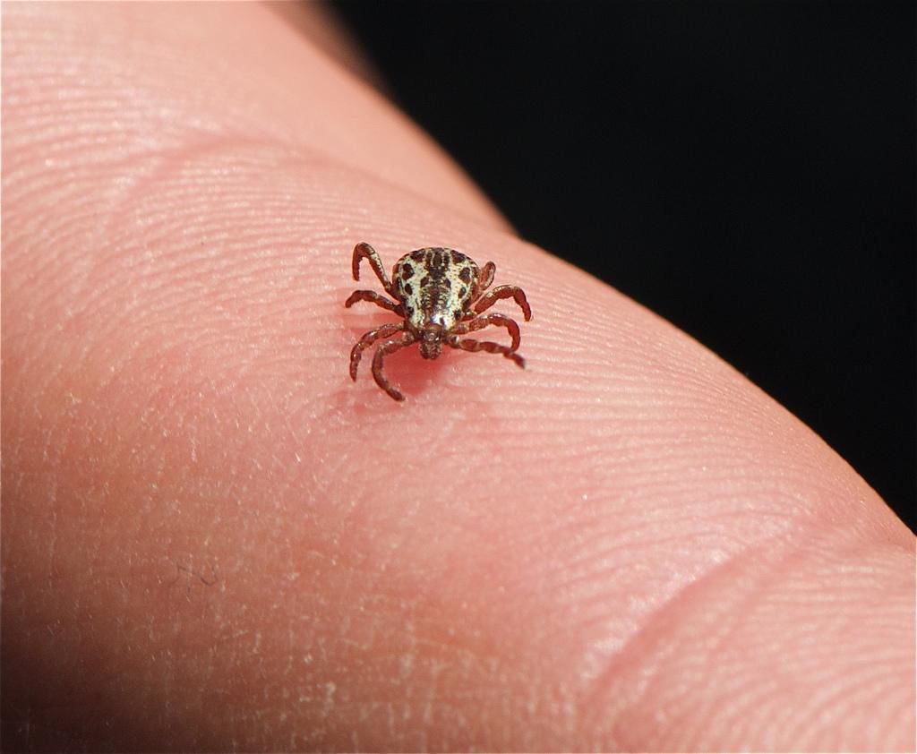 Tick on human finger