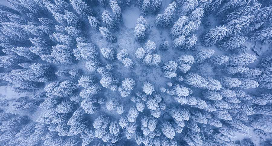 Aerial view of snow covered forest trees